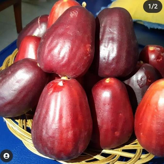 buah jambu bol jamaika super 1 kg fresh
