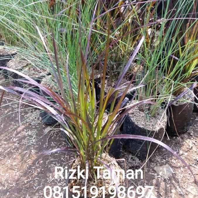 Bibit Tanaman ekor kuda | alang-alang merah buntut kuda | love grass