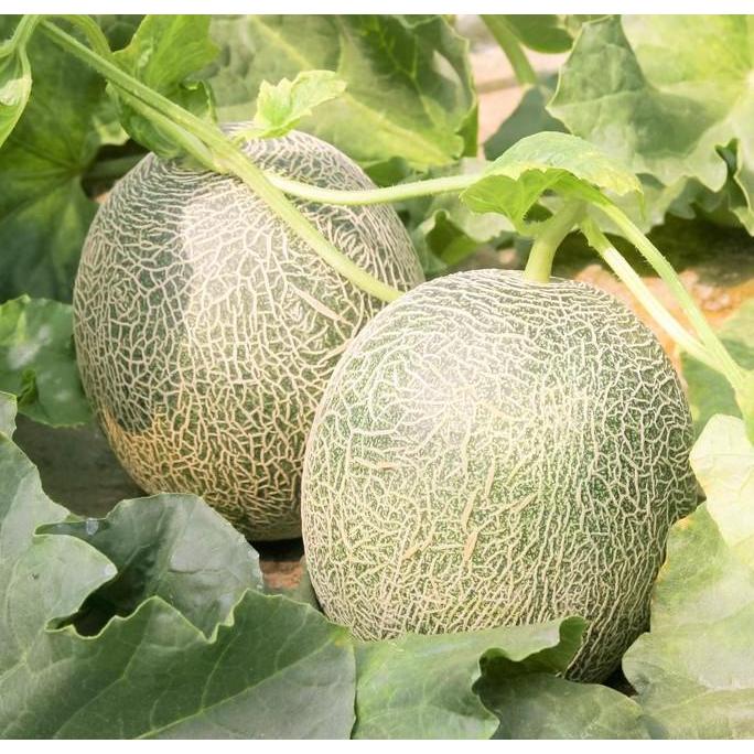Benih melon glamour F1 Sakata (100 benih)