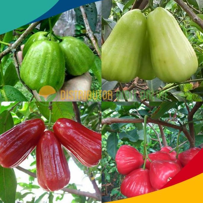 Paket isi 4 bibit jambu air ( kiojok, TSG, red taiwan, kusuma merah )