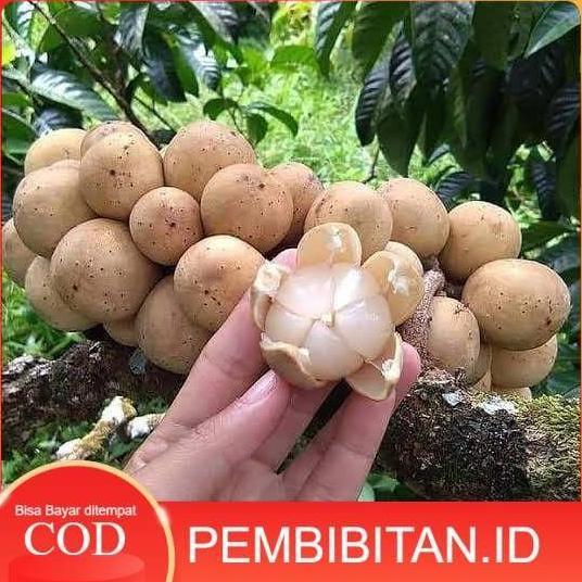Bibit duku tanpa biji dukong ( duku malaysia )