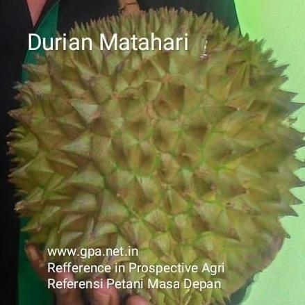 Entres Durian Matahari (5 Entres)