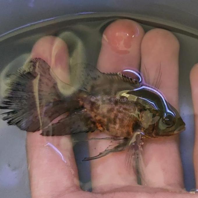 Promo Ikan Oscar Longfin Import Tiger Slayer Ikan Hias Tankmate