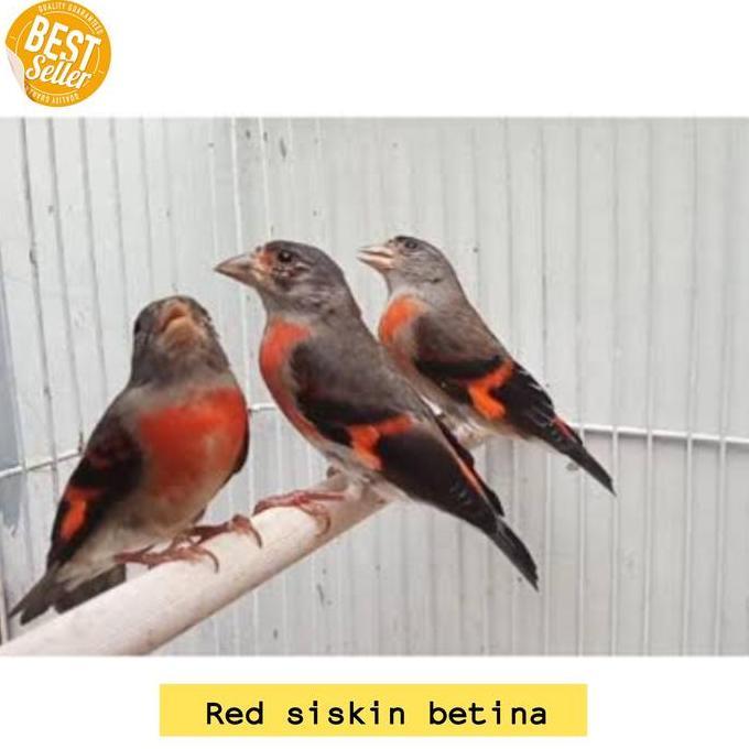 burung red siskin betina cewek siap ternak