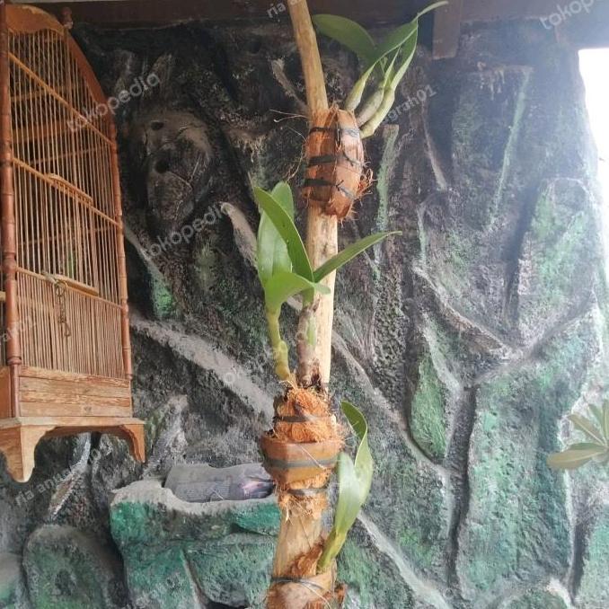 Tangkringan kayu kopi / tangkringan macaw