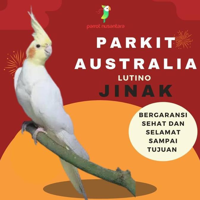 burung parkit Australia lutino jinak