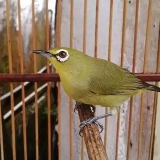 burung pleci dakun sulawesi jantan rawatan voer