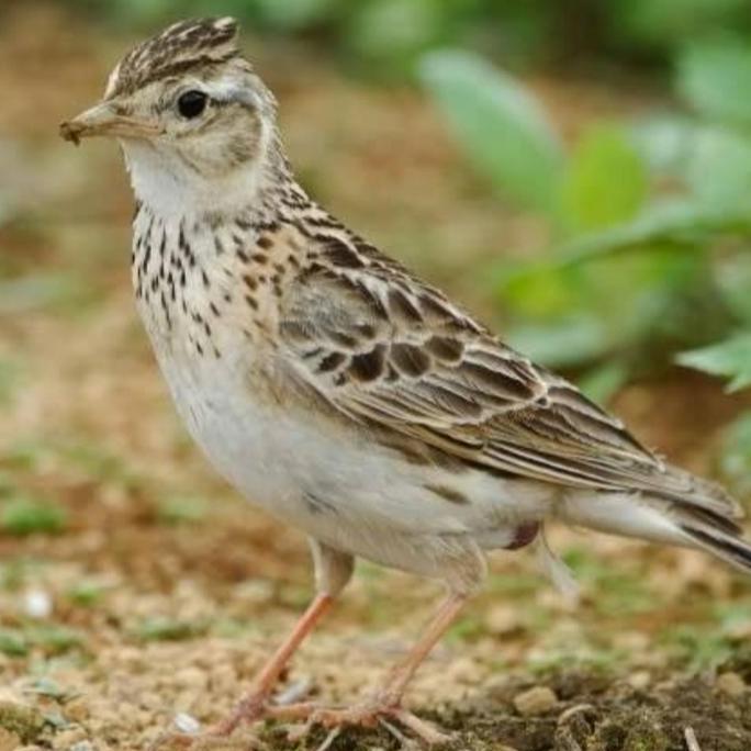 burung branjangan sonca import