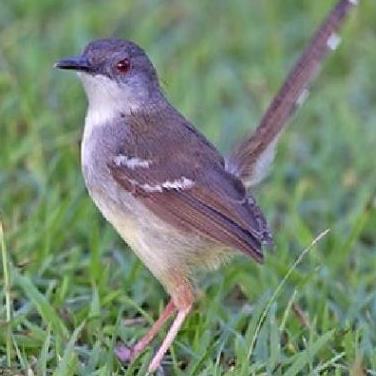 burung ciblek kristal bunyi pilihan