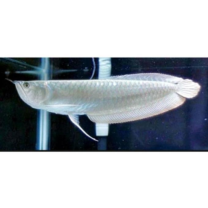 NEW 1 EKOR ARWANA SILVER RED. SILVER SERAT MERAH. SILVER BRAZIL ORI