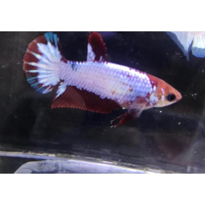 Female fccp redhead(043)