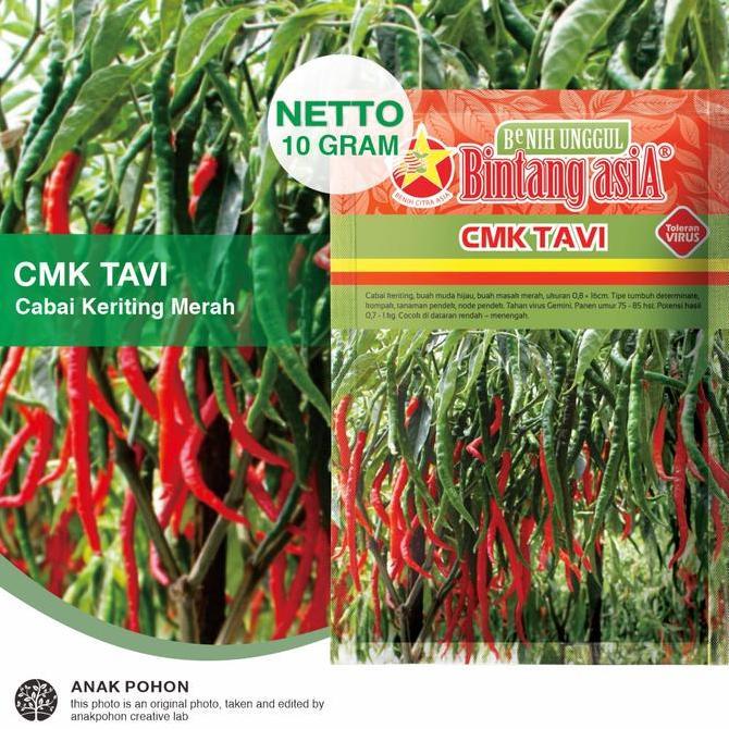 (1 PACK) Benih Cabe Merah Keriting CMK TAVI F1 Seeds - Bintang Asia