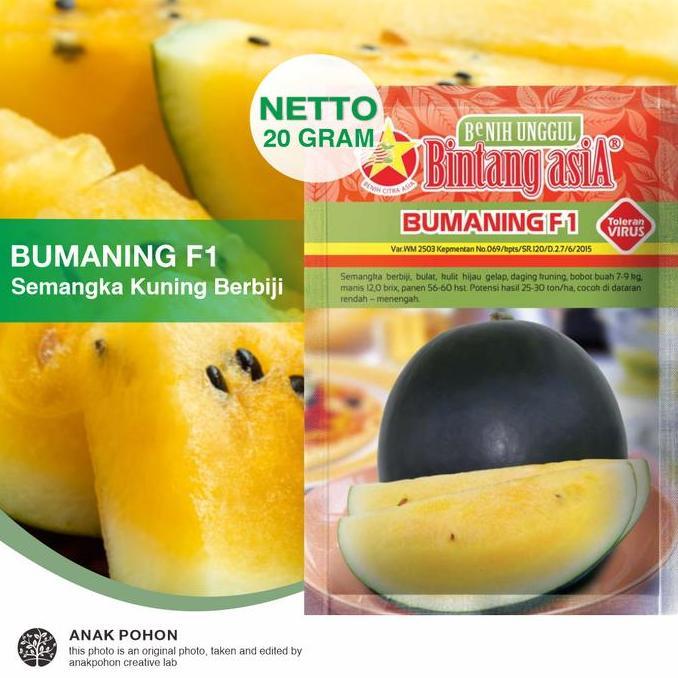 (1 PACK) Benih Semangka BUMANING F1 Semangka Kuning Bulat Berbiji F1