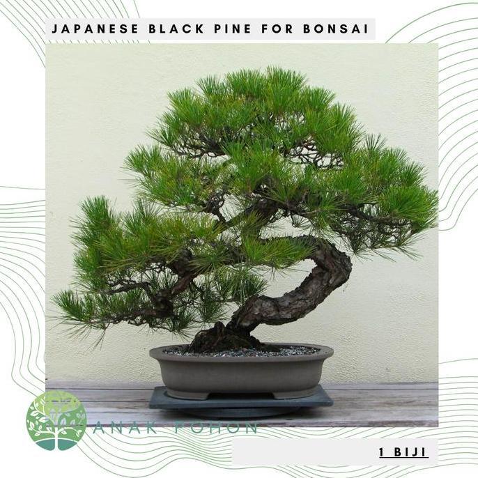 Benih Bibit Biji - Japanese Black Pine / Pinus Hitam Jepang (Pinus thunbergii) Exotic Tree for Bonsa