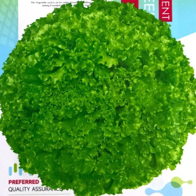 KOLANAME Benih Selada Hijau Biji Selada Romaine Merah PROTOK