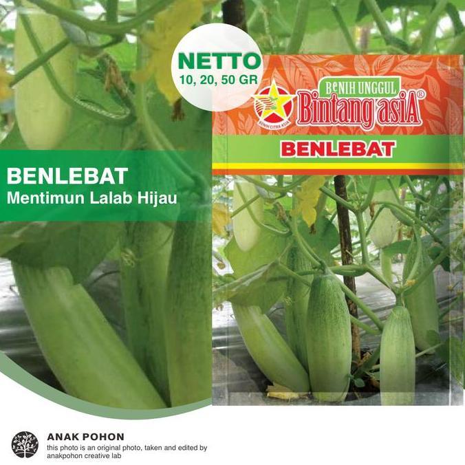 (1 PACK) Benih Mentimun Lalab BENLEBAT Timun Lalapan Baby Seeds - Bintang Asia