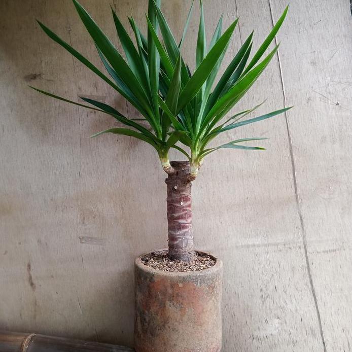 tanaman hias yuca +pot