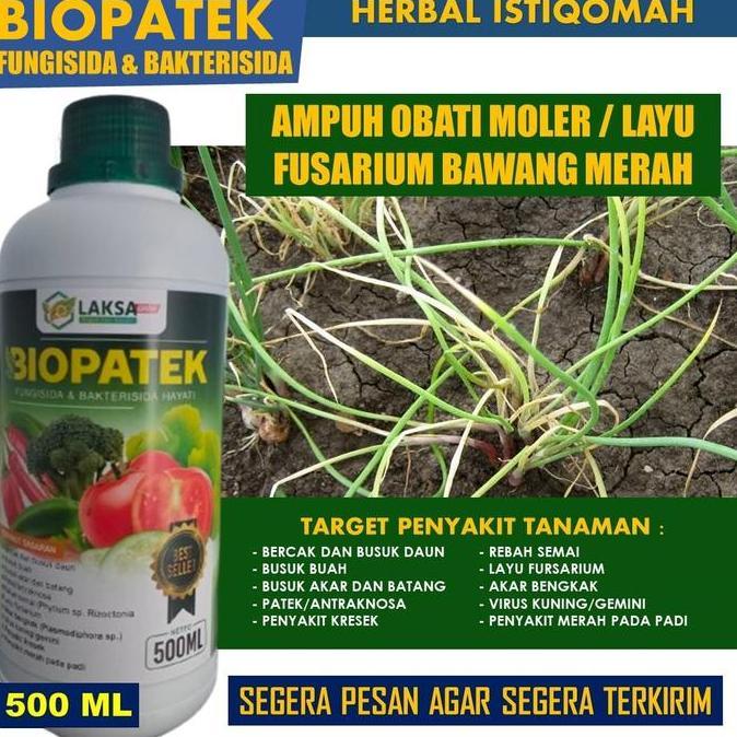 500 ML PUPUK SEMPROT BAWANG DAUN TERBAIK Mampu Mengendalikan MOLER / LAYU FUSARIUM BAWANG MERAH PALI