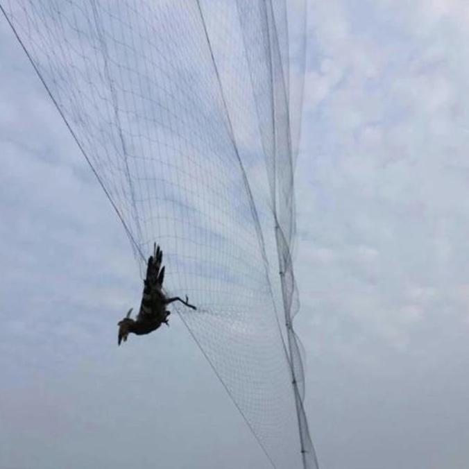 Penangkap Pukat Jala Jaring Burung Bahan Nilon Pipit Perkutut Pipit Kagawa Net