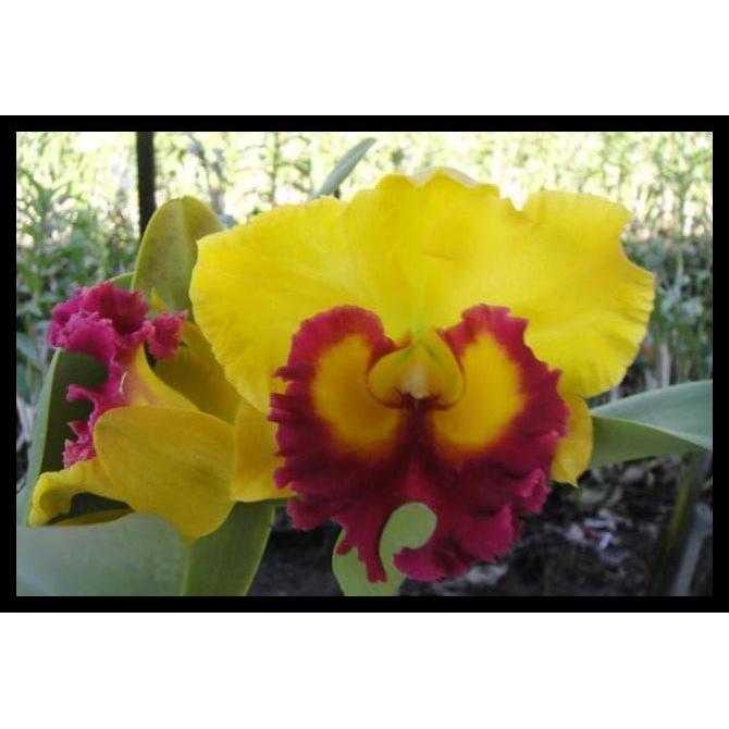Promo / Cattleya Blc Thong Suphan