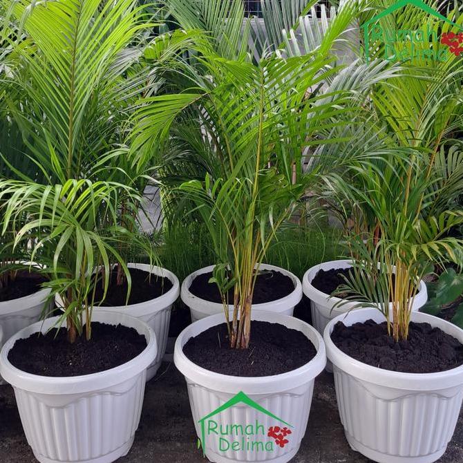 Tanaman palem kuning/Palem Kuning Rimbun/Palem Komodor