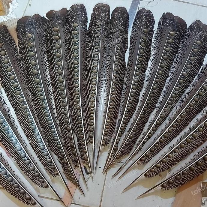 hiasan bulu ruai dayak asli etnik kalimantan