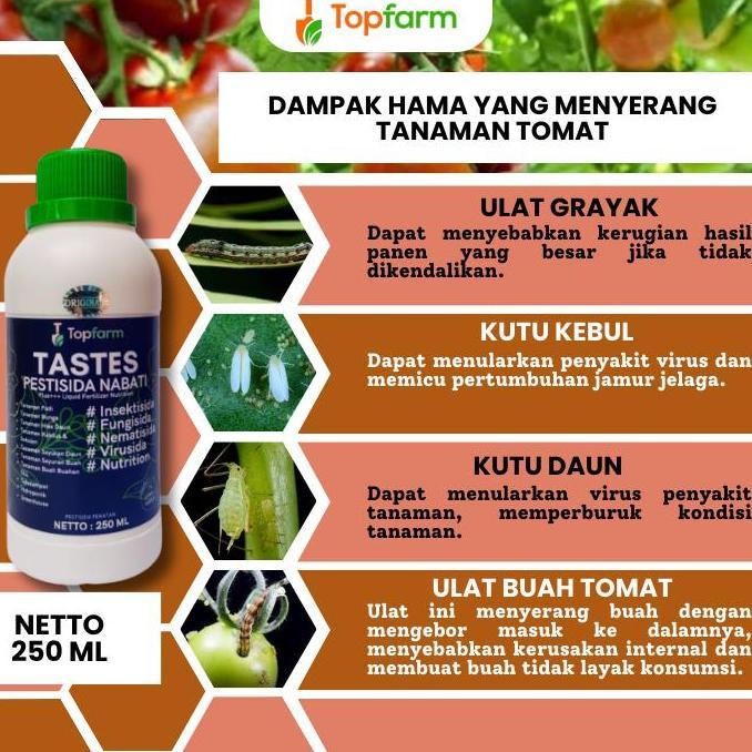 PESTISIDA UNTUK POHON TOMAT / PESTISIDA KHUSUS Tanaman TOMAT / OBAT SEMPROT HAMA TOMAT / PESTISIDA T