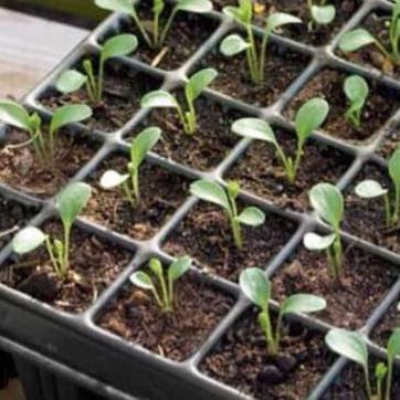 SURYA pot tray semai 50 lubang/ lubang kecil/ pot semai/ pot semai benih/di baca ya diskripsi