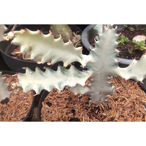 Kaktus euphorbia lactea/kaktus white ghost