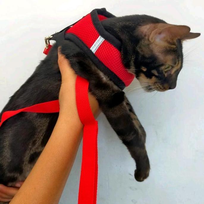 Promo ROMPI HARNESS KUCING/ANJING + TALI TUNTUN PREMIUM DOUBLE JAHITAN/rompi harness kucing anjing/h