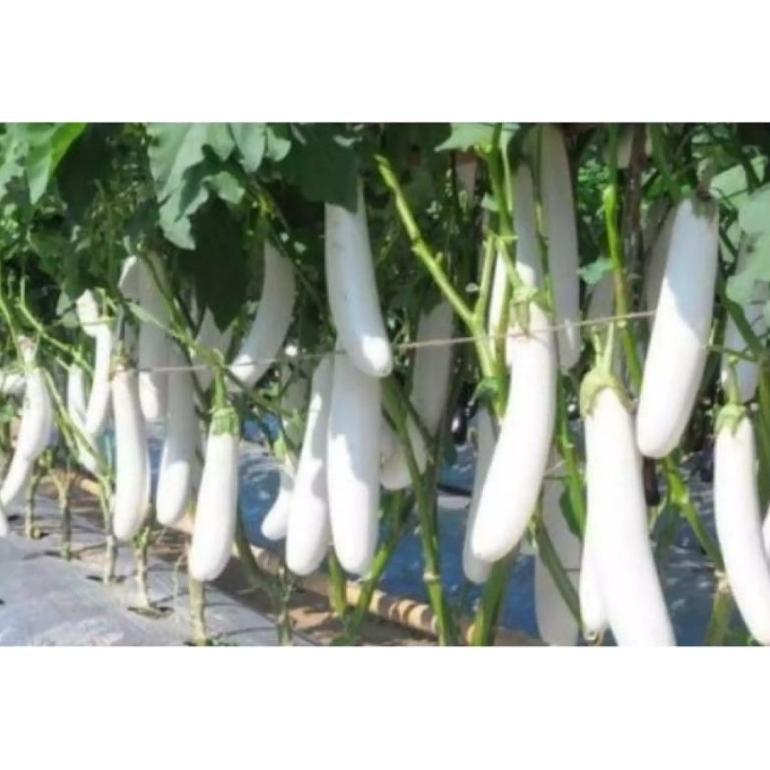 Promo Cod Bisa Bayar Di Tempat - Terong Putih 30 Biji / Bibit / Benih Terong Putih -Cod- ( Terong Pu