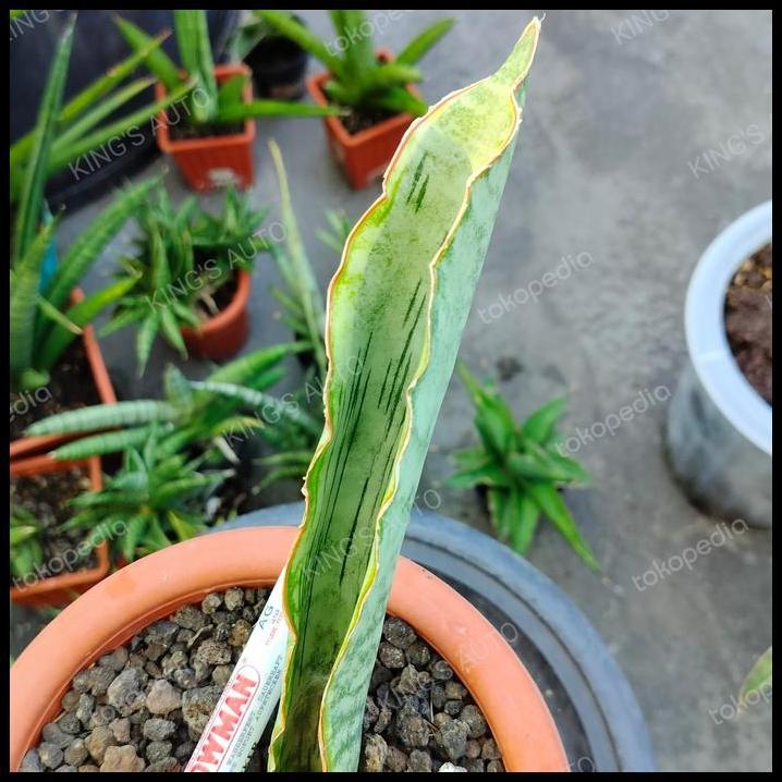 TERLARIS SANSE SANSEVIERIA DRAGON JADE VARIGATA 8-2-2024 (1 DAUN) 