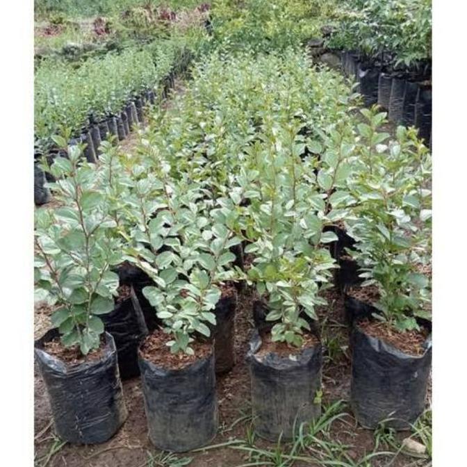 (BISA COD) TERMURAH Tanaman Bidara Arab Asli Tinggi 35-45'Cm Pohon Bidara Arab / Tanaman Bidara Berk