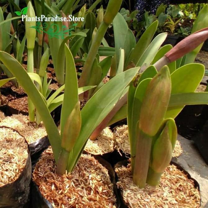 Tanaman hias Bakung amarilis bunga merah |Bunga Bakung Amaryllis merah