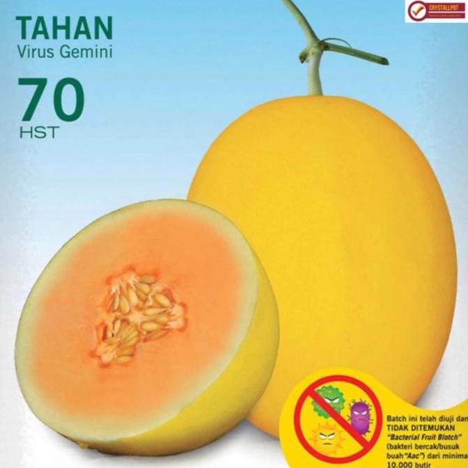 Parkz- Benih Bibit Melon Hibrida Alisha F1 Cap Panah Merah - Melon Alisha F1