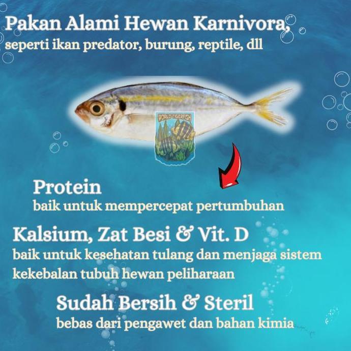 Hobiikan- Ikan Selar Beku Fresh Lempeng 500Gr Pakan Ikan Predator Ikan Potong