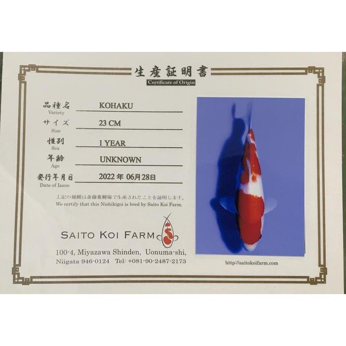 Koi Kohaku Import Saito Koi Farm Japan
