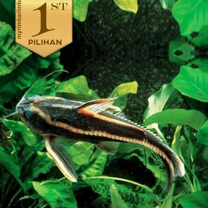 Platydoras Catfish Ikan Hias Aquascape Hiasan Aquarium Tanaman Air