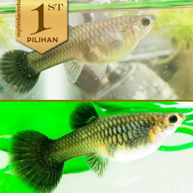 Paket Koloni (isi 10) Guppy Black Moscow Betina Ikan Hias Aquascape Hiasan Aquarium Tanaman