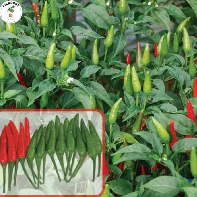 Giardino- Benih Bibit Cabai Rawit Pelita F1 Cap Panah Merah - Cabai Pelita F1