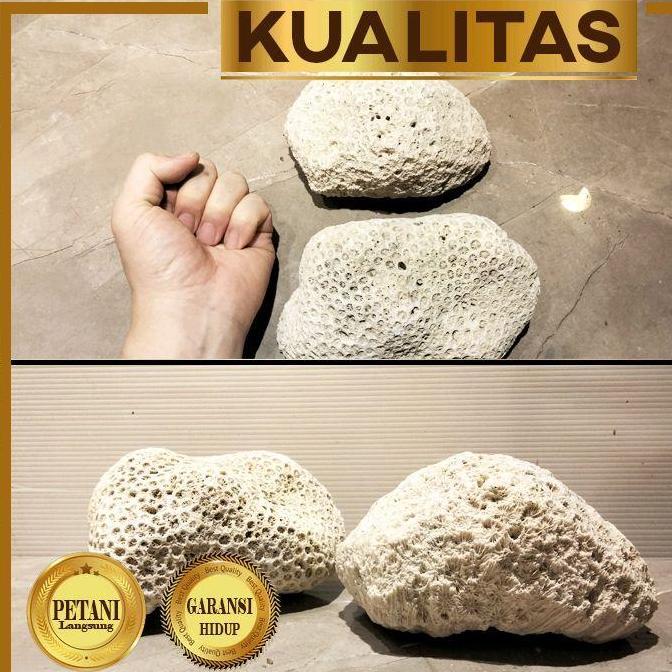 Karang Meteor Jumbo XL Batu Aquascape Hiasan Aquarium Ikan Hias Tawar dan Laut