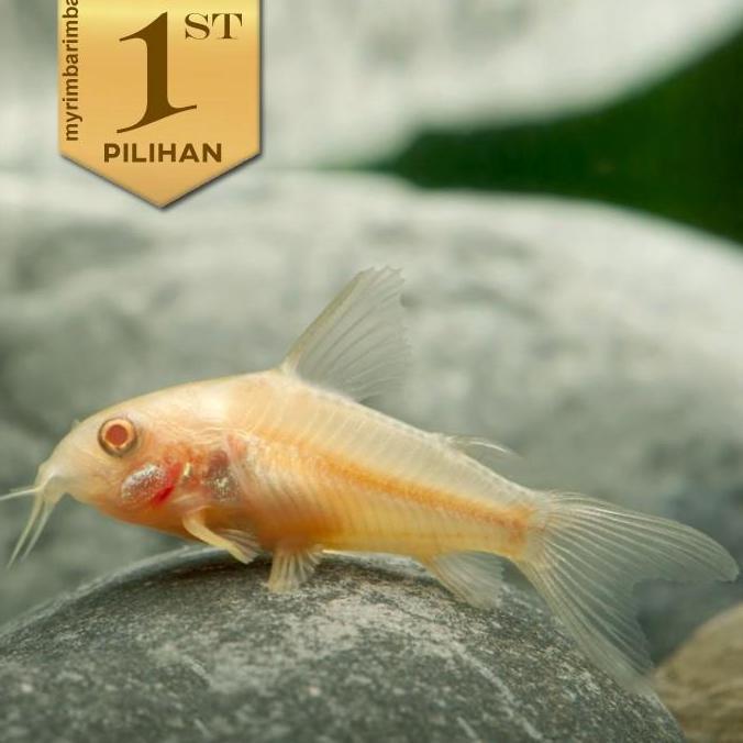 Corydoras Albino Jumbo Indukan  Ikan Hias Hiasan Aquarium Aquascape