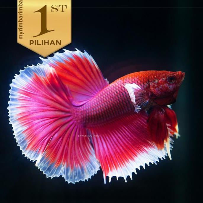 Cupang Halfmoon Lavender Big Ear Ikan Hias Hiasan Aquarium Aquascape