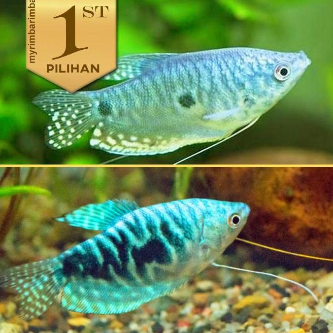 Paket Koloni (isi 10) Sepat Hornsby Blue Gourami Ikan Hias Aquascape Hiasan Aquarium Tanaman