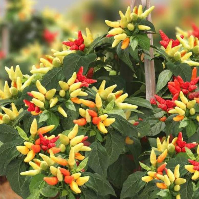 Promo Cod Benih Cabe Rawit Klaster Prentul 15 Biji Benih Cabe Prentul Klaster Bintang Asia ><