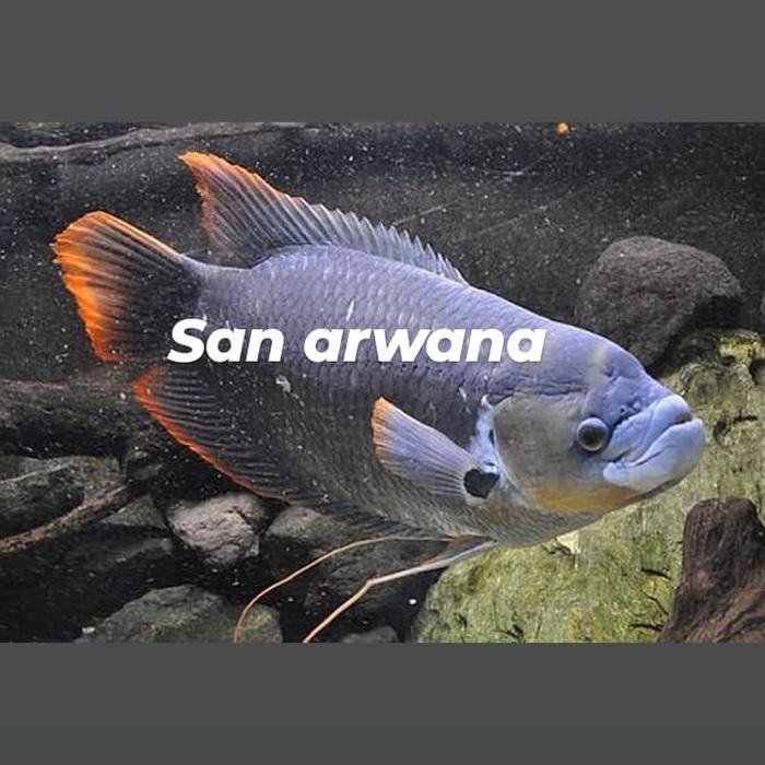 Ikan gurami sabah kaloi sabah gurame red tail