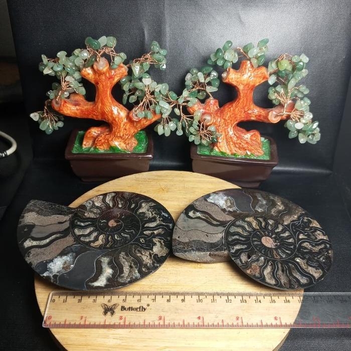 Batu Natural Fossil Keong Black_Ammonite Sepasang (1)