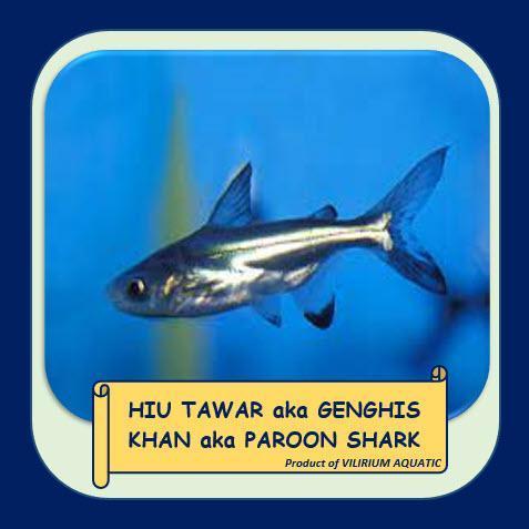 IKAN HIAS AIR TAWAR - GENGHIS KHAN / HIU AIR TAWAR (15cm)
