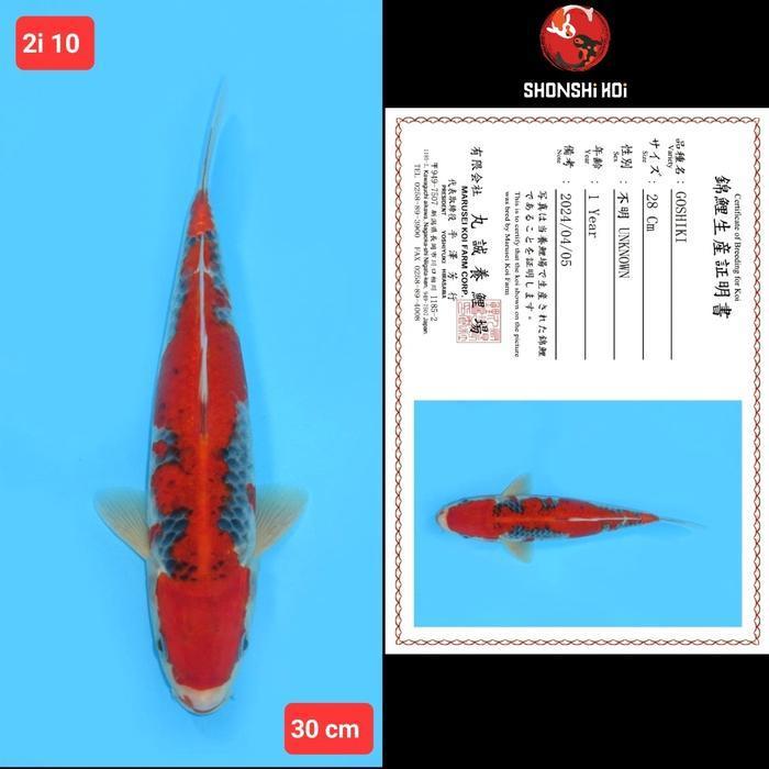ikan koi import goshiki hi utsuri showa ginrin kohaku kode 2i 2 dr 2