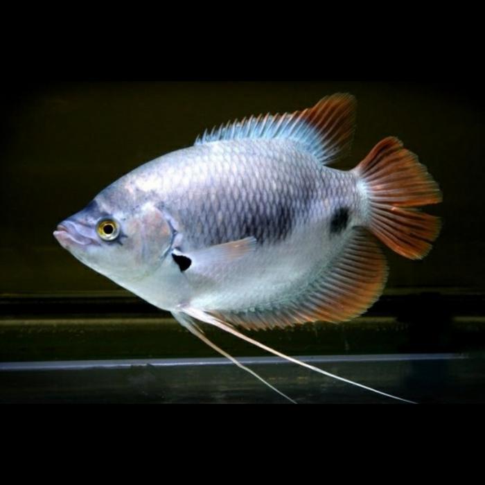 Hiasan Aquarium Gurame Sabah
